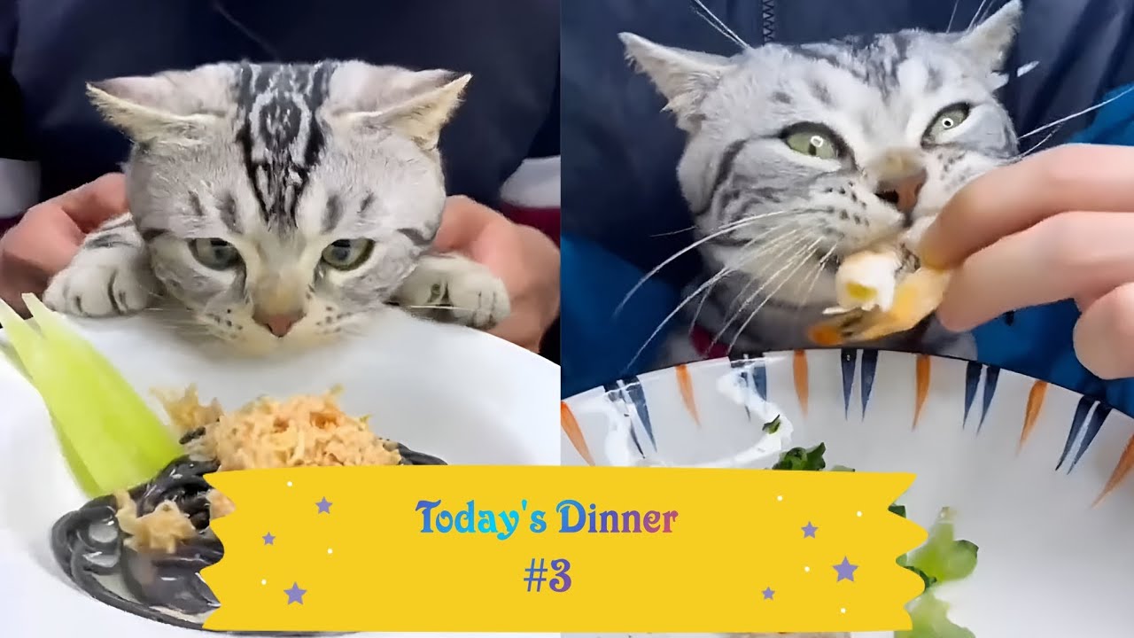 Cuttlefish Pasta with canned salmon and lettuce cat food YouTube