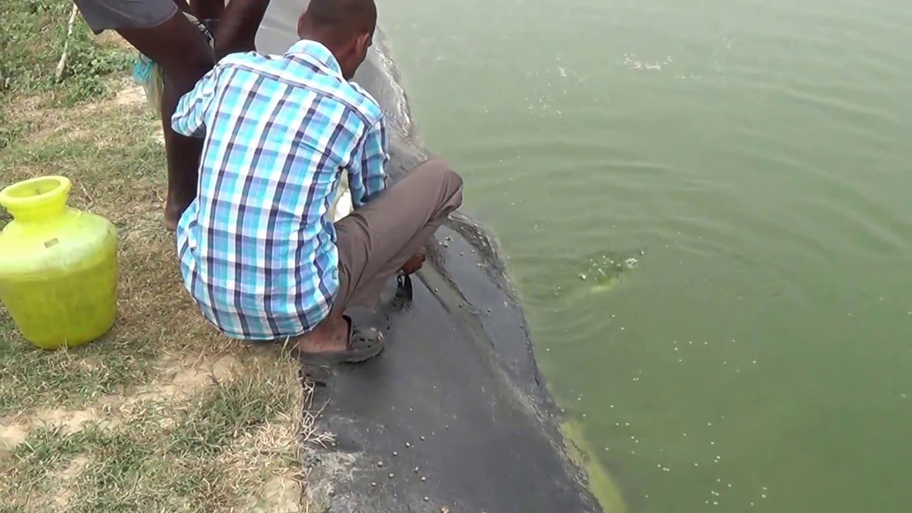 Milkfish Sampling Online Fish Farming Training www