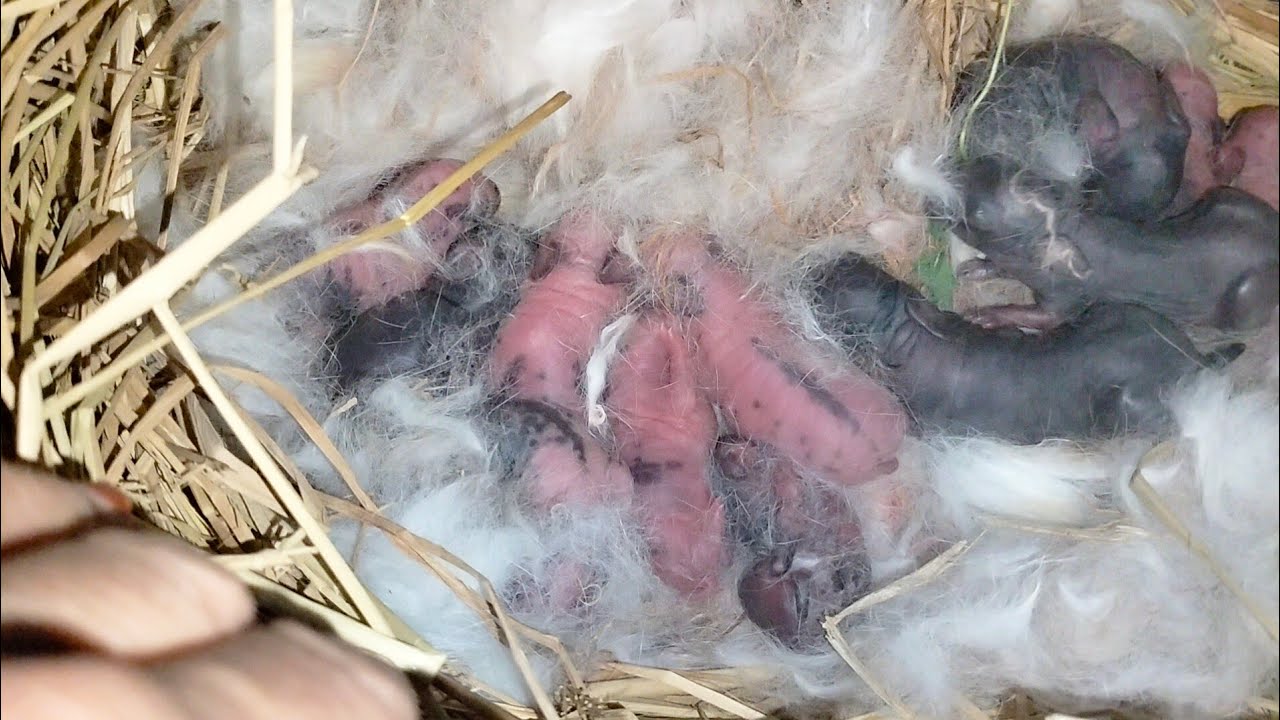 ولادة الارنبه البيبيون تانى مره ومش هتصدقوا ولدت كام ارنب  مفجأه همكنتش اتوقعها👃👃