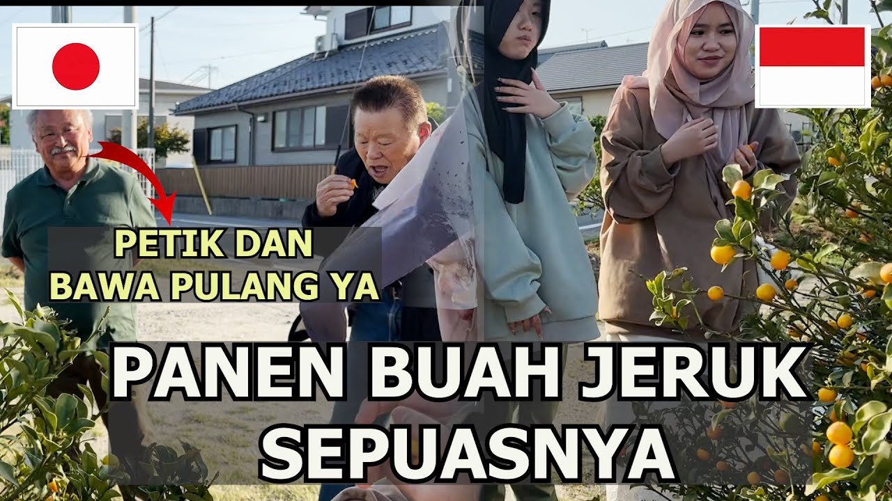 KAKEK JEPANG AJAK LIHAT LADANG SINGKONG PETANI JEPANG