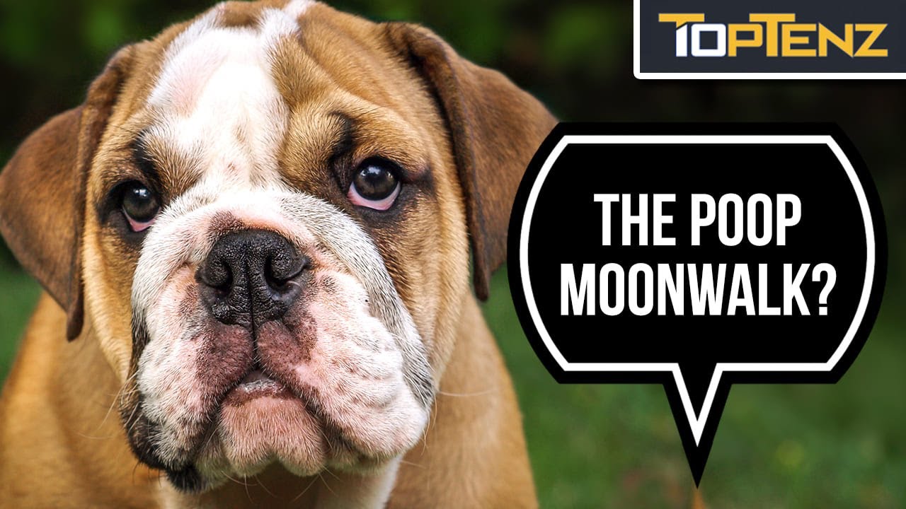 10 Mystifying Things Your Dog Does, Explained YouTube