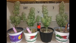 TempleGrower's 6 plant Cannabis MicroGrow - Update 1, Day 7