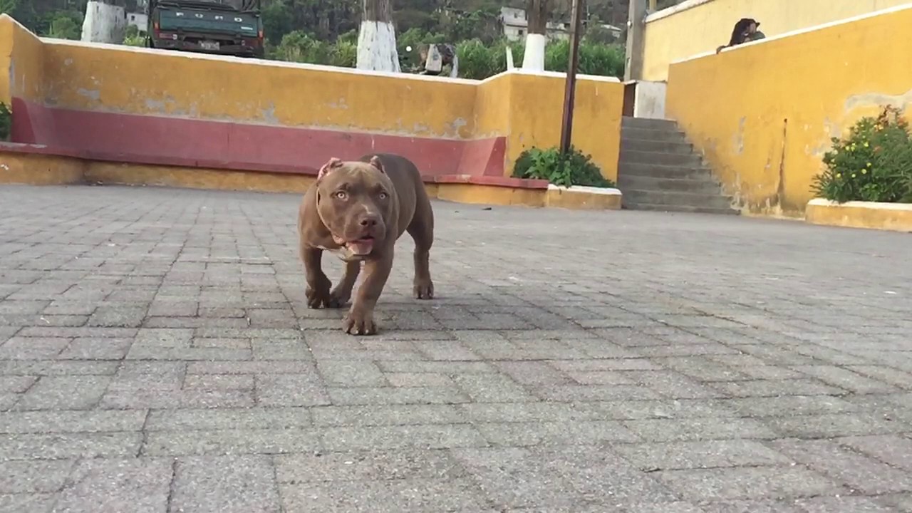 ZEUS American Bully pocket daxline, 4 meses. YouTube