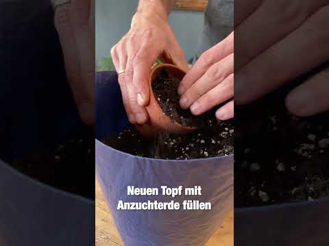 Video: Pflege der Devil's Backbone Zimmerpflanze - Tipps für den Anbau von Pedilanthus im Innenbereich