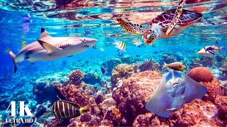 The Ocean 4K UHD - Scenic Wildlife Film With Calming Music \/ Rare \& Colorful Ocean Life Scenic Video