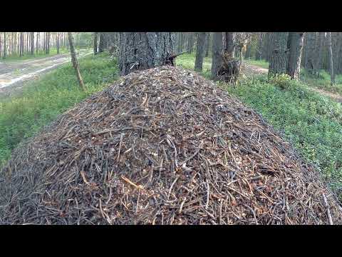 Потеряшки на лесной