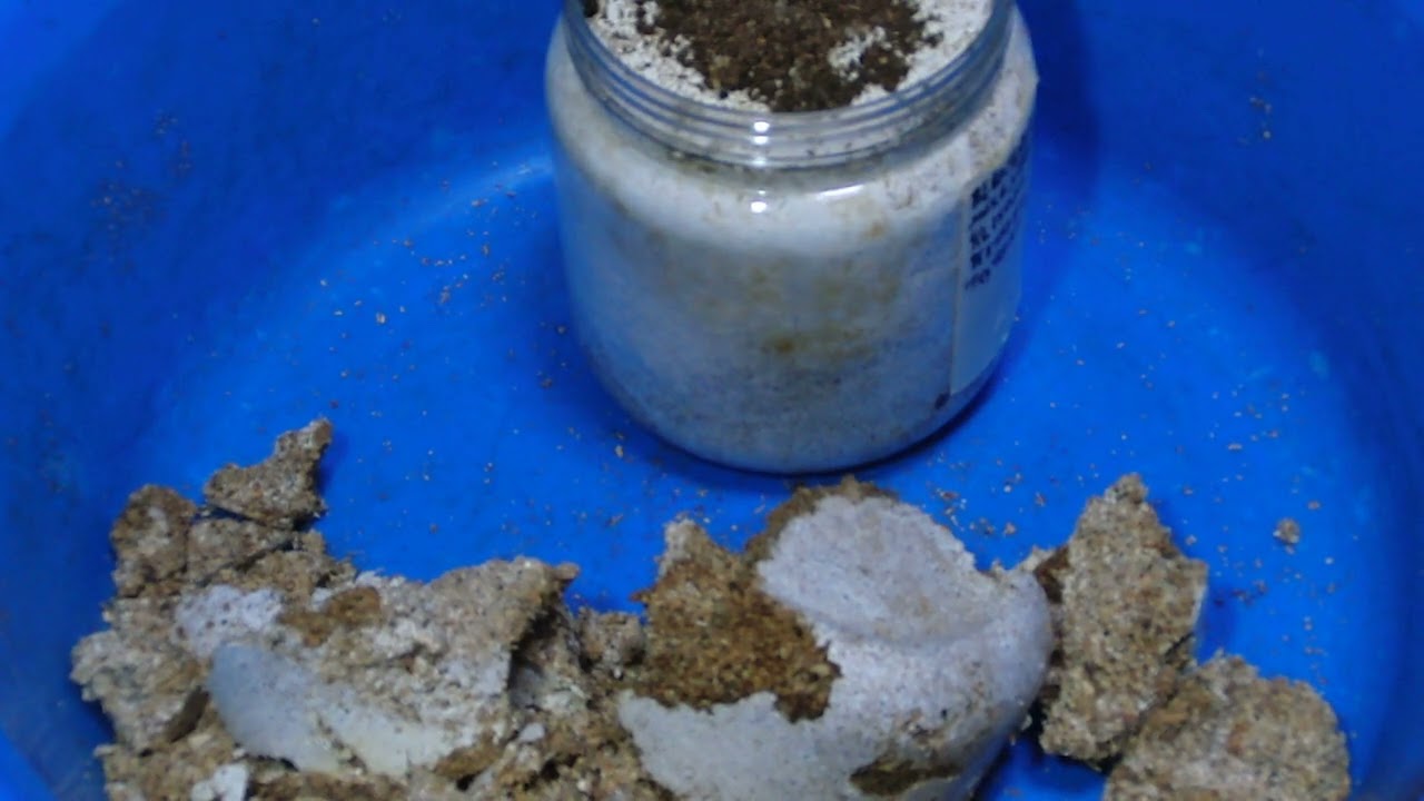 CIMG4773 No.471 能勢YG血統オオクワガタCライン幼虫の菌糸瓶交換２本目→３本目　（Dorcus hopei binodulosus）