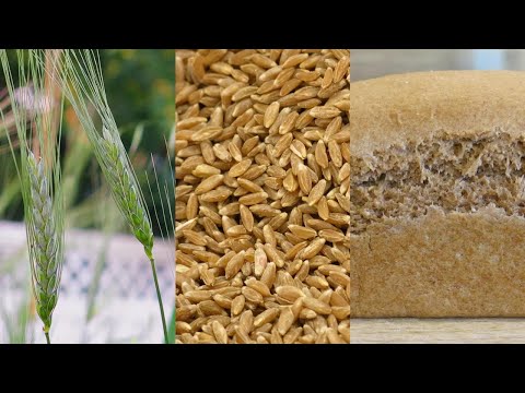 Video: Everything About Bread: How It Is Grown