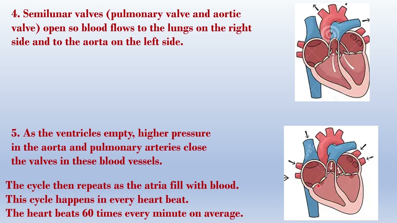 Cardiac cycle explained in a simple way