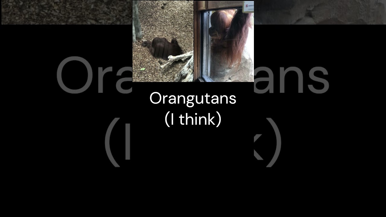 Everything I Saw In Chester Zoo! 