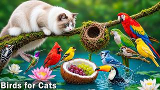 12 Hours of Soothing Bird TV for Cats🦜Soft Garden Bird Scenes & Calming Music to Relax & Comfort Cat screenshot 5