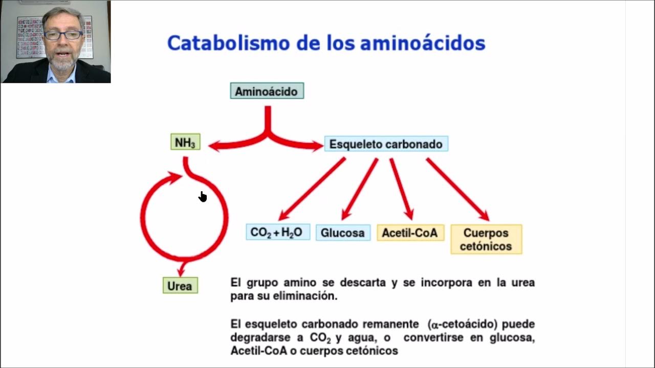 Catabolismo de proteinas y aminoácidos Esquema general del catabolismo V63 YouTube Catabolismo de proteinas y aminoácidos Esquema general del catabolismo V63 YouTube
