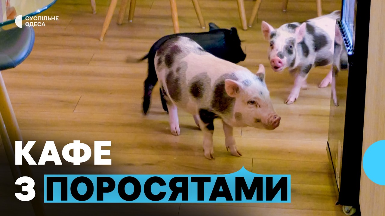 «Буває, що гризуть взуття»: в Одесі відкрили кафе, по якому бігають поросята