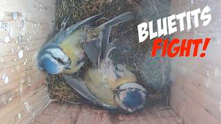 Violent Blue Tit Fight over Nest - its Brutal!