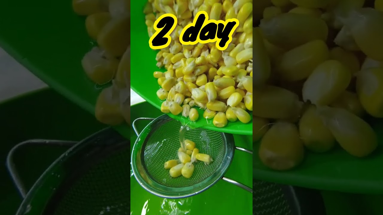 Grow Corn Microgreen - Day 2 