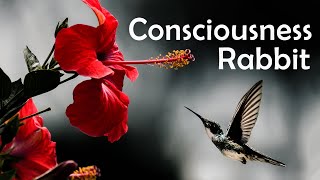 Consciousness Rabbit, Meditation Music | Indian Meditation screenshot 3