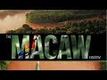 The Macaw Kingdom | Official Trailer