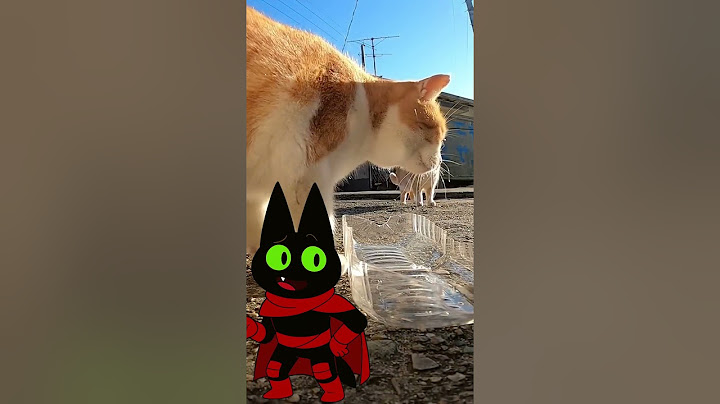 La Isla Japonesa que Tiene más Gatos que Humanos 🙀