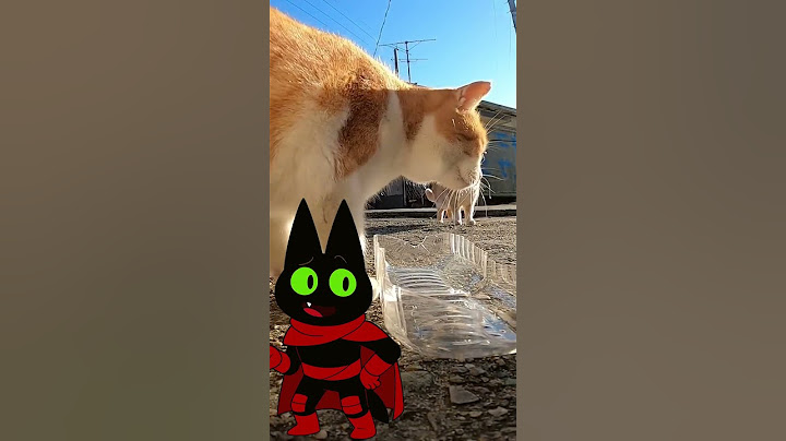 La Isla Japonesa que Tiene más Gatos que Humanos 🙀