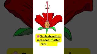 Ovule Becomes What After Fertilisation? 🤯 | NEET Favourite #neetshorts #neetbio #biologyfacts