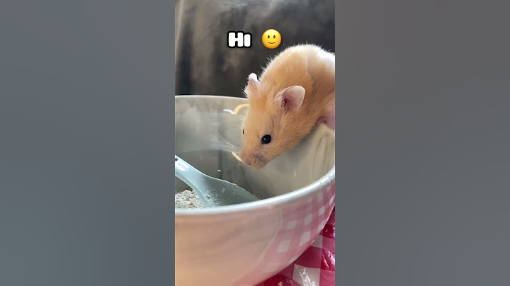 This is the perfect sound for Mr. Marshmallow 😂 #hamster #shorts #pets