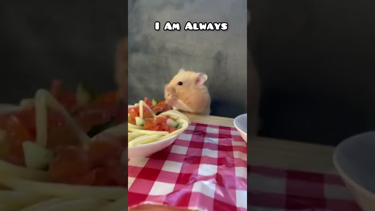 This is the perfect sound for Mr. Marshmallow 😂 #hamster #shorts #pets