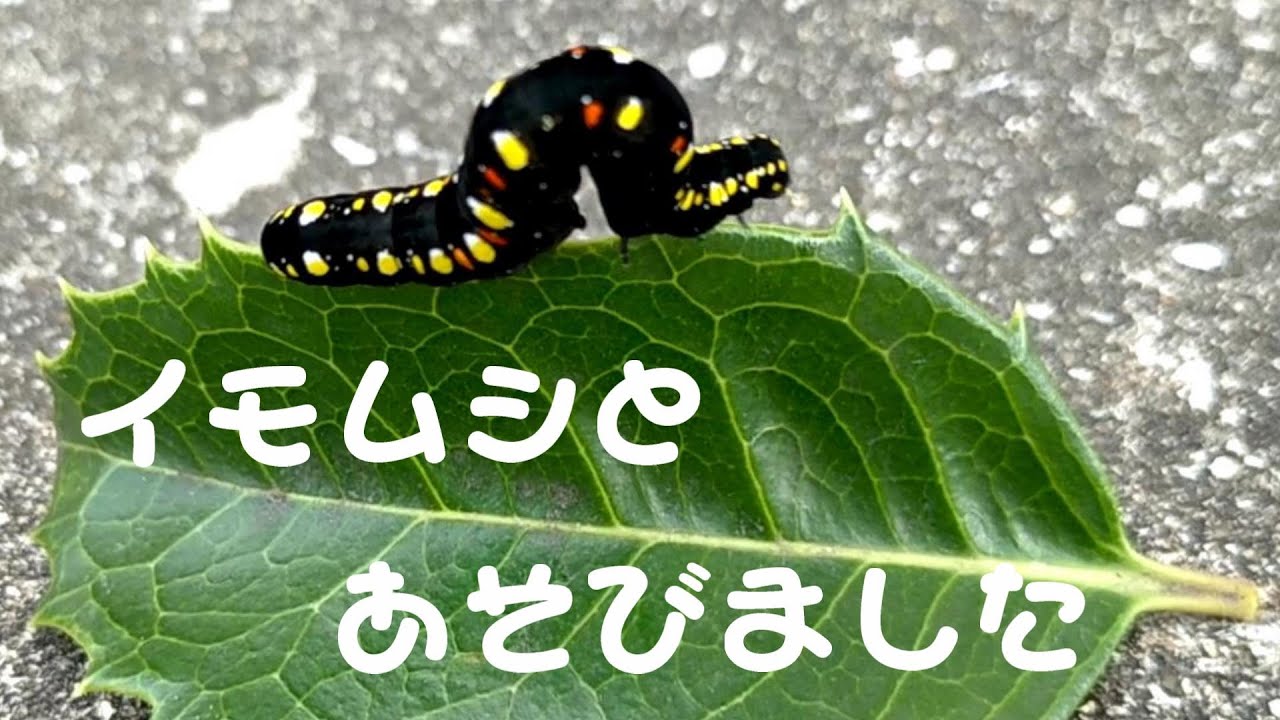 イモムシとあそびました - YouTube