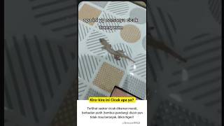 Apa benar ini cicak transparan? #shortvideo #video #animals