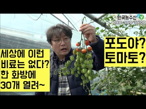 [한국농수산TV] 세상에 이런 비료는 없다? 한 화방에 토마토 30개씩 줄줄 열리는 한 번 주면 6개월 지속~~  전남 함평