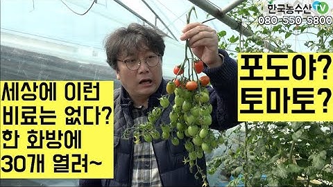 [한국농수산TV] 세상에 이런 비료는 없다? 한 화방에 토마토 30개씩 줄줄 열리는 한 번 주면 6개월 지속~~  전남 함평