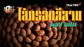 Isan Sausage | The Land of Fermentation