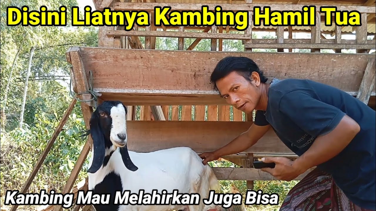 Ciri Ciri Kambing Hamil Tua 3 Minggu Sebelum Melahirkan‼️Kapan Kapuran Kambing Besar