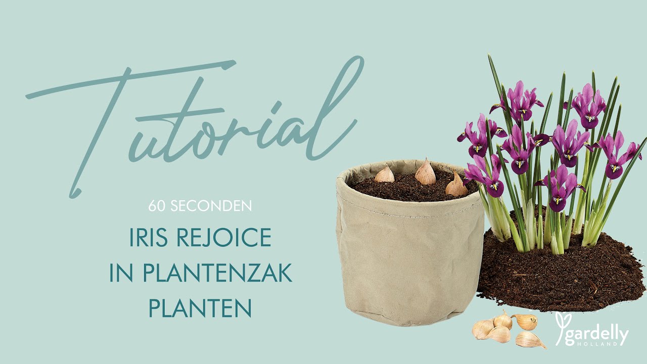 Tutorial Gardelly indoor Iris Rejoice in plantenzak