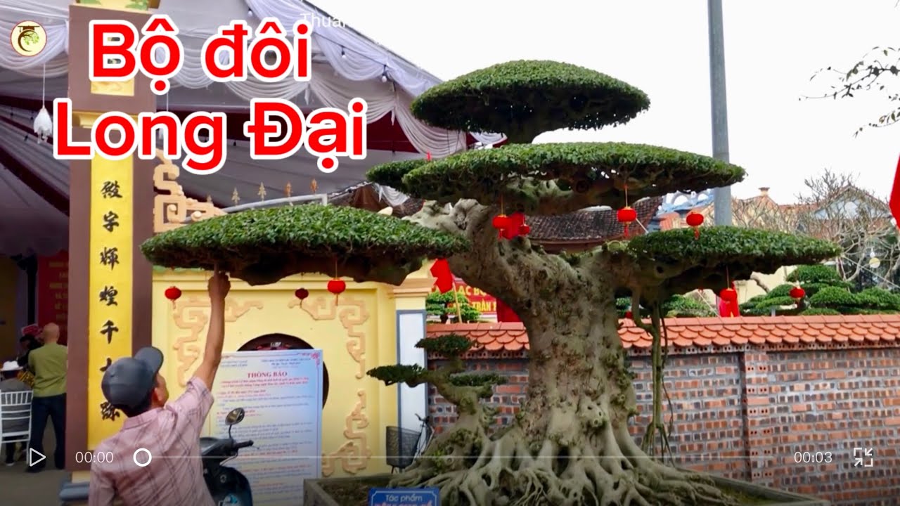 Bộ đôi Long cỡ đại đẹp nét nhất ở TL Vị Khê 2026 