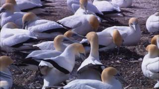 Əsil Təbiətyaz,Yay,Payi̇z,Qişfəsillər N.n