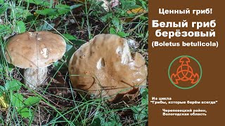 Ценный гриб - Белый гриб берёзовый - Boletus betulicola (Vassilkov)