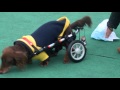 COCOA様３　犬の車椅子