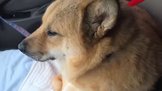 여우 의족 맞추고 복귀하는데 도로는 주차장이 될듯해요