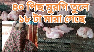 খমরর বড কষত ৪০ পস মরগর মধয ১৮ট মর গল করণ জনন ও করণয Farm