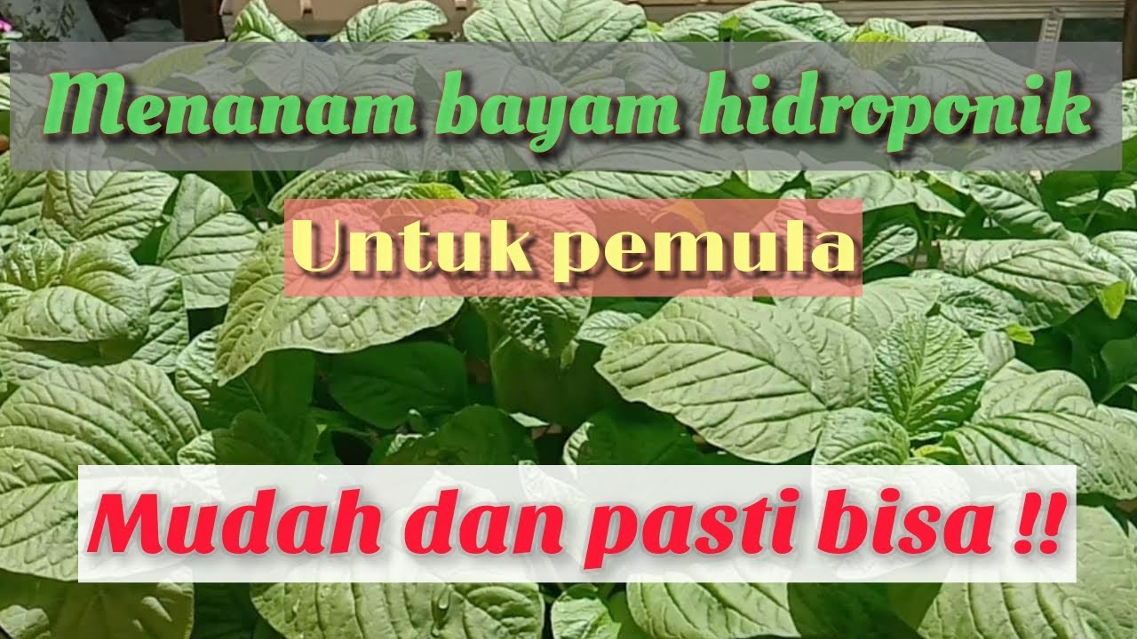 Cara Mudah Menanam Bayam Hidroponik 
