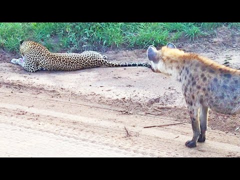 Hyena Gives Leopard the Fright of its Life!