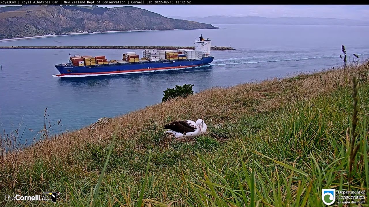 Мыс Пукекура / Тайароа. Новая Зеландия - Cape Pukekura / Taiaroa. New Zealand