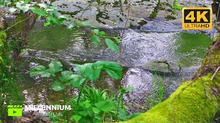 🌿 Soothing Sounds of Water for Heart, Body and Soul 💦 Relaxation  #nature #watersounds #naturelover