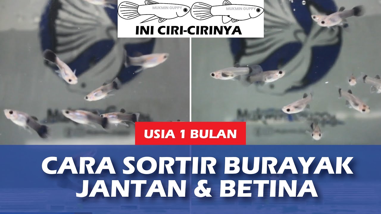 3 Cara Membedakan Jantan dan Betina Burayak Ikan Guppy Usia 1 Bulan