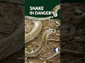 Dog spots cobra first... Oh God! It vomits blood...