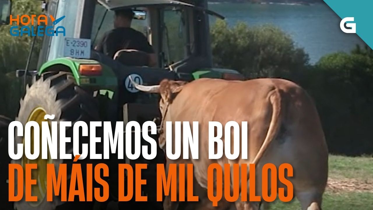 Coñecemos un BOI de MÁIS de MIL QUILOS | HORA GALEGA