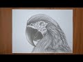 Попугай АРА / Рисунок / Карандашом / Parrot ARA / Drawing / Pencil /