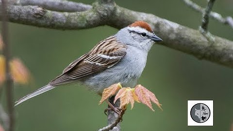 Chipping Sparrow