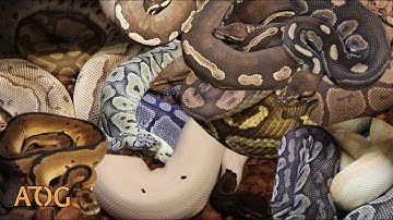 2022 Ball Python Breeding Season