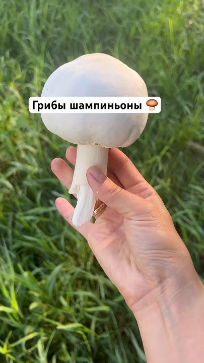 Грибники. Сколько стоят грибы, которые мы собираем? #шампиньоны # ...